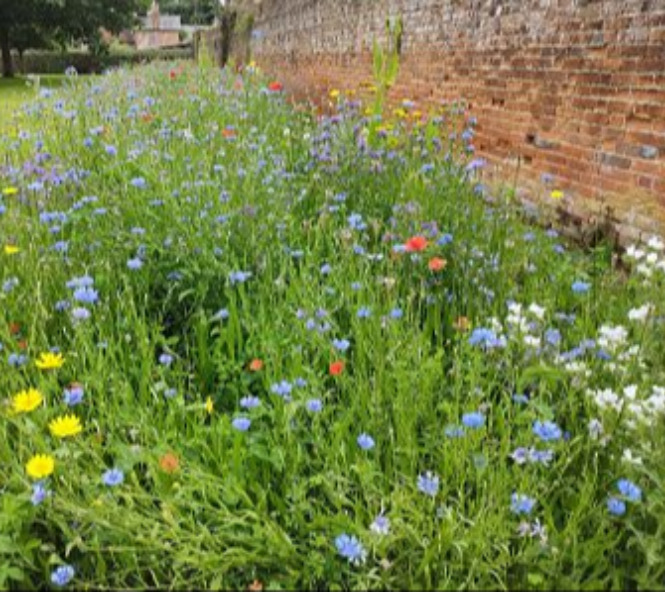 Encouraging Wildflowers