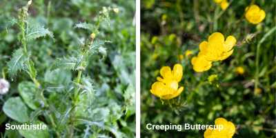 Sowthistle