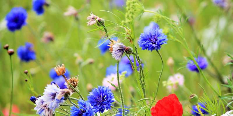 cornflowers (3)