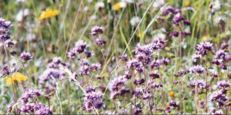 wildflower meadow April24