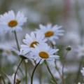 Plants and Wildflowers