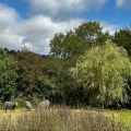 Trees and Hedgerows