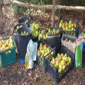 Community Apple Press 